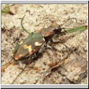 Cicindela hybrida - Duenen-Sandlaufkaefer 09 Sandgrube Niedringhaussee.jpg